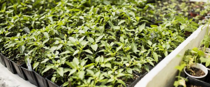Green Roof Systems: Maintenance Needs and Lifecycle Considerations